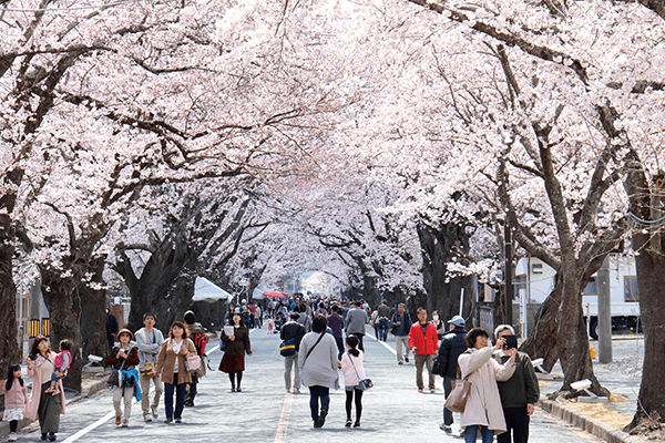 富岡町の桜のトンネル