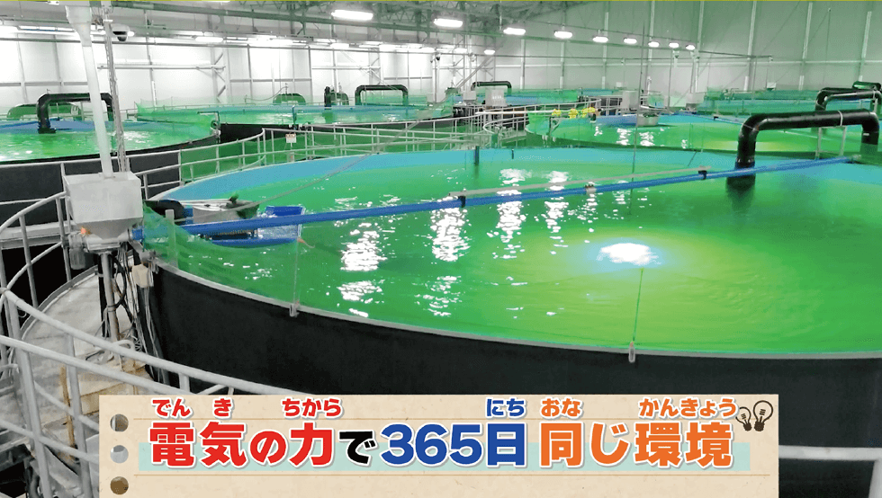 エネルギー教育コンテンツ｜THE POWER OF ELECTRICITY ～電気の力で、未来をつなぐ～：動画イメージ